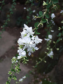 白い萩の花
