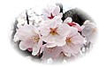 桜の挿絵・cherry blossoms